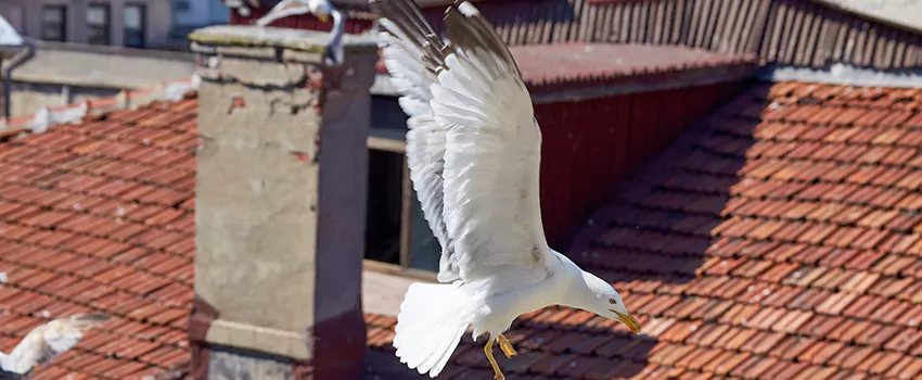 Residential Chimney Animal Removal Solution in Horn Lake, MS