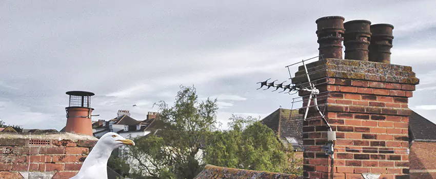Chimney Cleaning And Restoration in Horn Lake, Mississippi